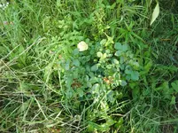 CIMG7520.webp