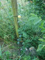 CIMG7502.webp