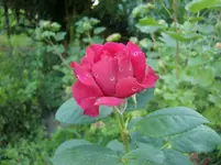CIMG7483.webp