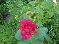 CIMG7484.webp