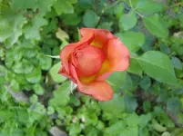 CIMG7499.webp