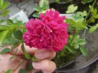 CIMG7478.webp
