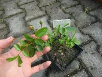 CIMG6930.webp