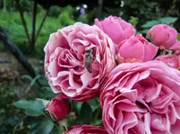 CIMG7479.webp
