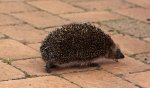 Igel Richtung Teich unterwegs_1024.JPG