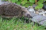 Igel am Teich_1024.jpg