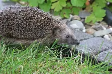 Igel am Teich_1024.webp