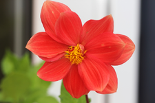 Mini-Dahlie lachs blüht_1024.webp