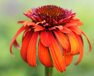 die erste Blüte Hot Papaya in diesem Jahr_1024.webp