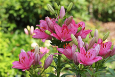 Lilie pink_1024.webp