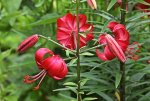 Lillium Americana blüht_1024.JPG