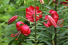 Lillium Americana blüht_1024.webp