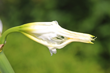 Nerine öffnet sich_1024.webp