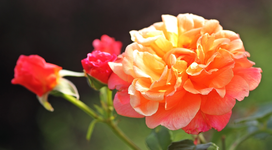 Caramella3_1024.webp