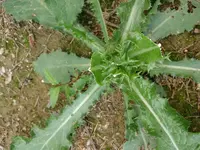 DSC_0052[1].webp