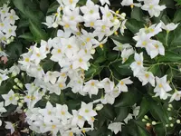 026.webp
