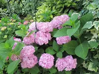 006.webp