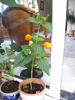 100_7114.webp
