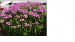 Phlox2.jpg