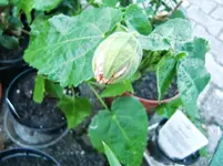 CIMG7142.webp