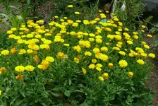 Blumen ringelblumen.webp