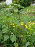 Blumen Sonnenblumen.webp
