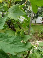 Jostabeeren1.webp