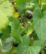 Jostabeeren.webp