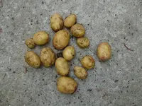 Kartoffelernte.webp