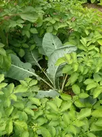 Kohl1.webp