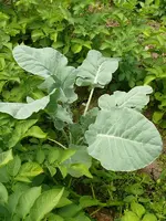 Kohl.webp