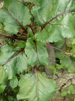 Rote Beete1.webp
