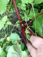 Rote Beete2.webp