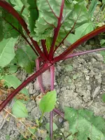 Rote Beete.webp