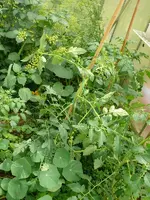 Tomatendschungel1.webp