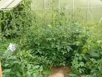 Tomatendschungel.webp