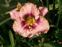 001.webp