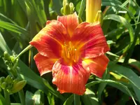 Shola.webp