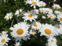 SAM_1327.webp