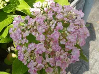 SAM_1328.webp