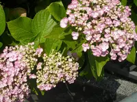 SAM_1329.webp