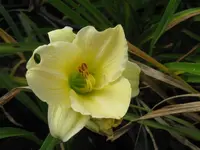 gentle sheperd_1024x768.webp
