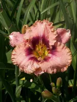 006.webp