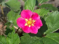 010.webp