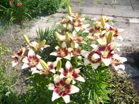 018.webp