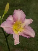 hemerocallis Catherine Woodberry.webp