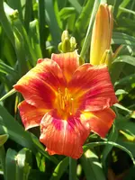 Hemerocallis Shola.webp