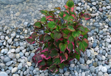2009-07-15 17-35-10.webp