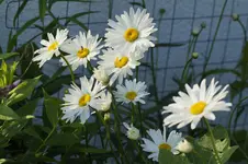 _DSC2161.webp