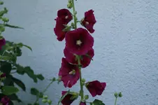 _DSC2159.webp